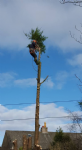 Pentland Tree Services Photo