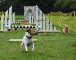 Surrey Dog Centre Photo