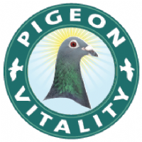 Pigeon Vitality  Photo