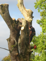 THE SKYE MAN TREE SERVICES Photo