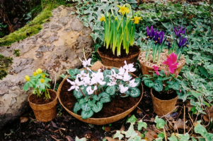 The Natural Gardener Photo