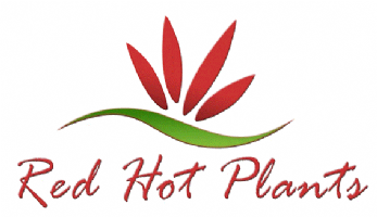 Red Hot Plants Photo