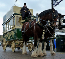 The Lizard Stallions Carriage & Stud Company Photo