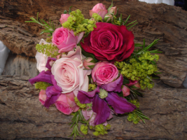 Sweet William Photo