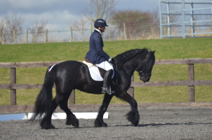 Springall equestrian services Photo