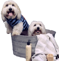 Soft Touch Dog Groomers Photo