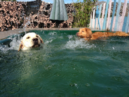 Surrey Dog Centre Photo