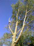 Loggerheads Tree Services Photo