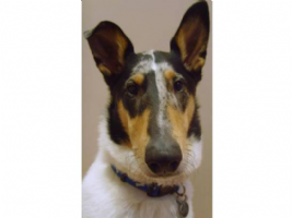 Susie Scissorhounds Photo