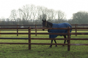 Professional Paddock Care Photo