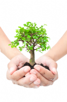 Treesure Photo