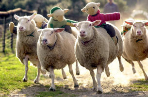 The BIG Sheep Family Attraction Photo