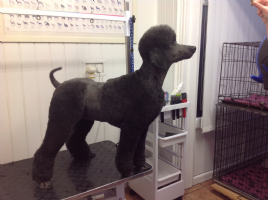 The Bristles Dog Grooming &Training Salon Photo