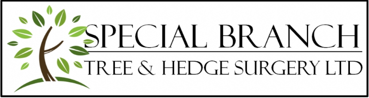 Special Branch Tree & Hedge Surgery Ltd Photo