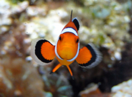 Nemo''s World Photo