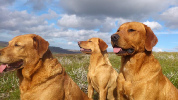 Swalereethgundogs Photo