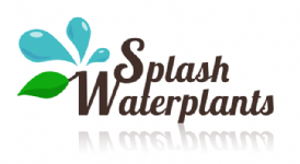 Splash Water Plants Ltd Photo