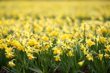 HOLLAND HOUSE NURSERIES Photo