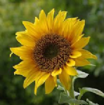 Sunflower Au Pair and Mothers Help Agency  Photo