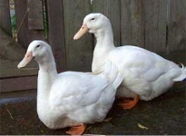 Horton Duck Farm Photo