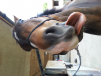 Neddy Stobbart Horse Transport  Photo