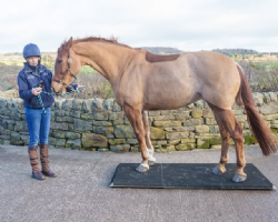 Equestrian Products Photo