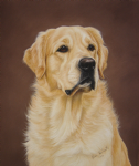 Pet Portraits by Karen Herbert Photo