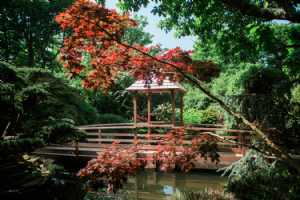 The Japanese Garden Photo