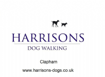 Harrisons Dogs Ltd - Dog Walking Photo