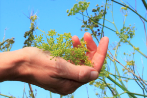 Wild Food Foraging  Photo