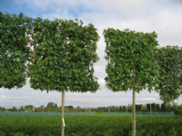 Trees Direct Ltd Photo