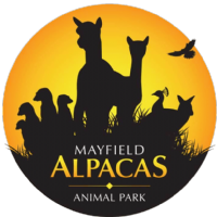 Mayfield Alpacas Animal Park Photo