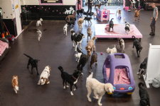 The Doggy Day Care Centre at Safe Paws Photo