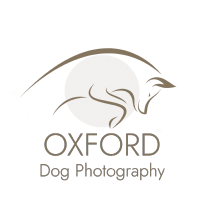 Oxford Dog Photography Photo