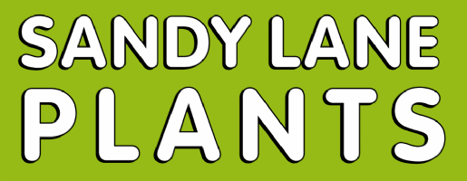 Sandy Lane Plants Photo