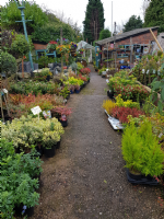 Cypress Nursery Photo