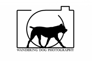 Wandering Dog Photography  Photo