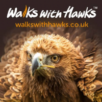 walks with Hawks Photo