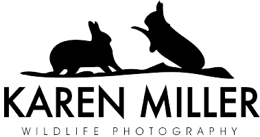 Karen Miller Photography Photo