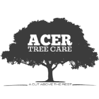 Acer Tree Care Photo