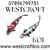 Westcroft koi  Photo