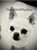 Dawn2Dusk Dog Care  Photo