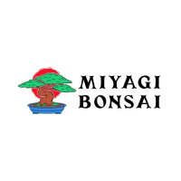 Miyagi Bonsai Photo